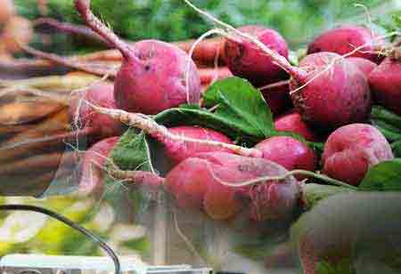 Sucralose Trends in Tea and Coffee