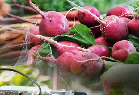 Importance of Restaurant Owner's Investment in Food Safety Technology