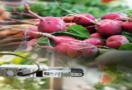 How Digital Transformation Benefits the Food and Beverage Industry