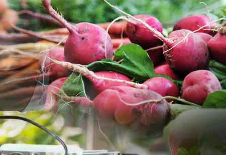 The Evolution of Food Safety Testing