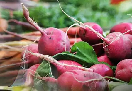Eliminating the Global Inflation Hindrances Via Alternate Protein Sources 