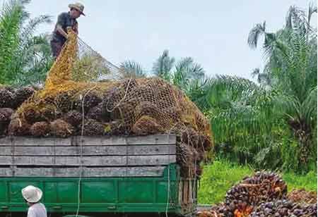 Antoni Simamora, Environmental & Sustainability Senior Asst. Manager, First Resources | Food Business Review