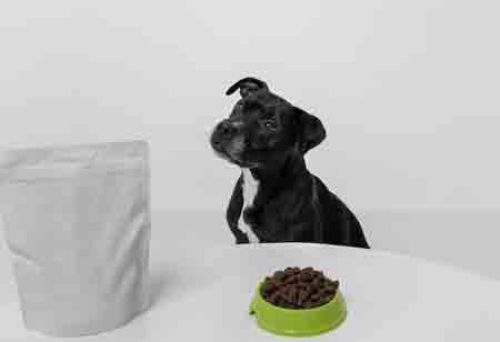 Trends and Innovations in Pet Food